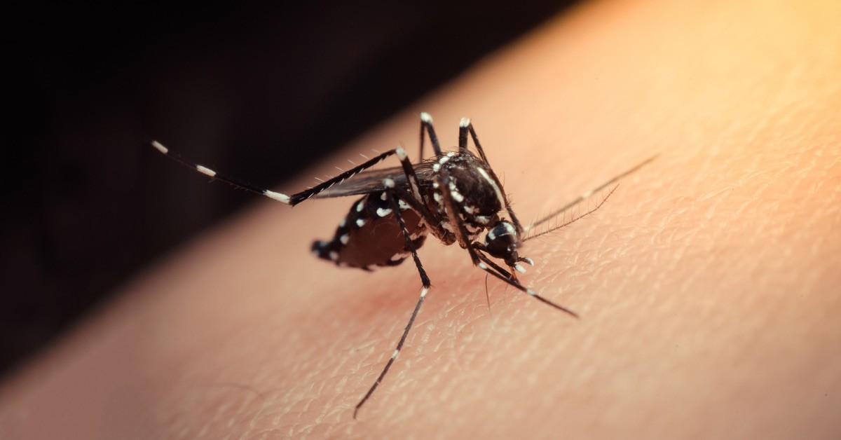 SC tem primeira morte por dengue de 2022, segundo Dive
