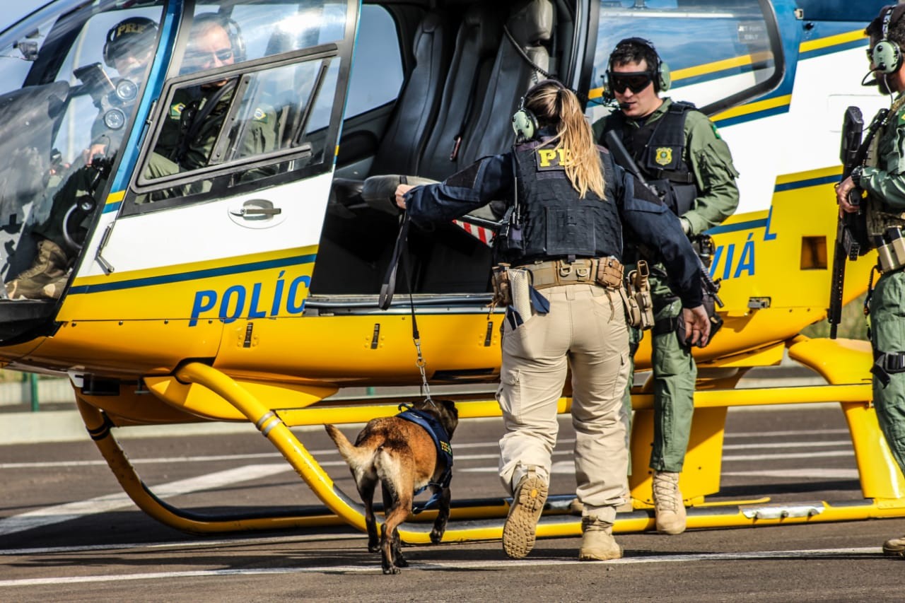 Cães farejadores da PRF passam por treinamento de transporte aéreo na BR 163 em Guaraciaba