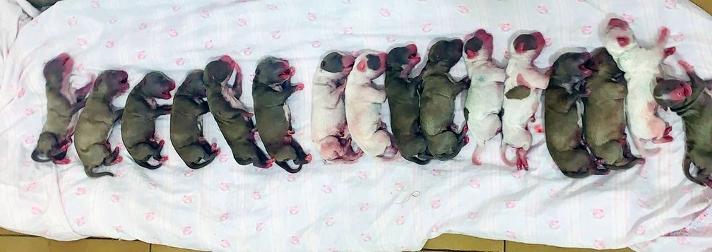 Em cesariana com duas horas de duração, cachorra 'vira-lata' dá à luz 16 filhotes 