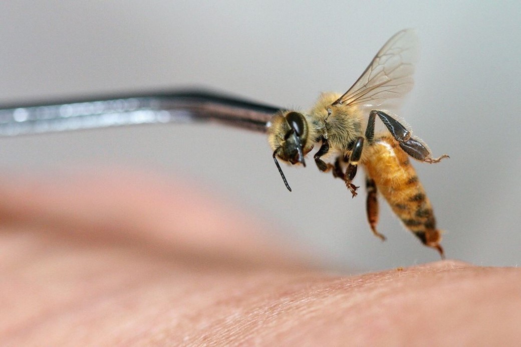 Veneno de abelha mata células com câncer e potencializa quimioterapia