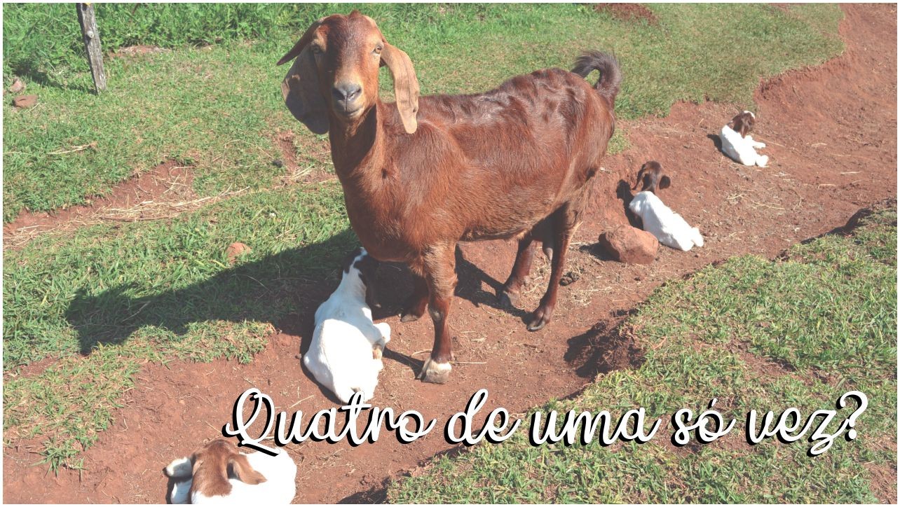Família Lamb registra nascimento de cabritas quadrigêmeas na propriedade em Cunha Porã