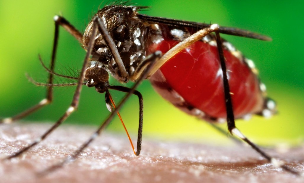 Focos do mosquito Aedes aegypti mais que triplicam em Cunha Porã