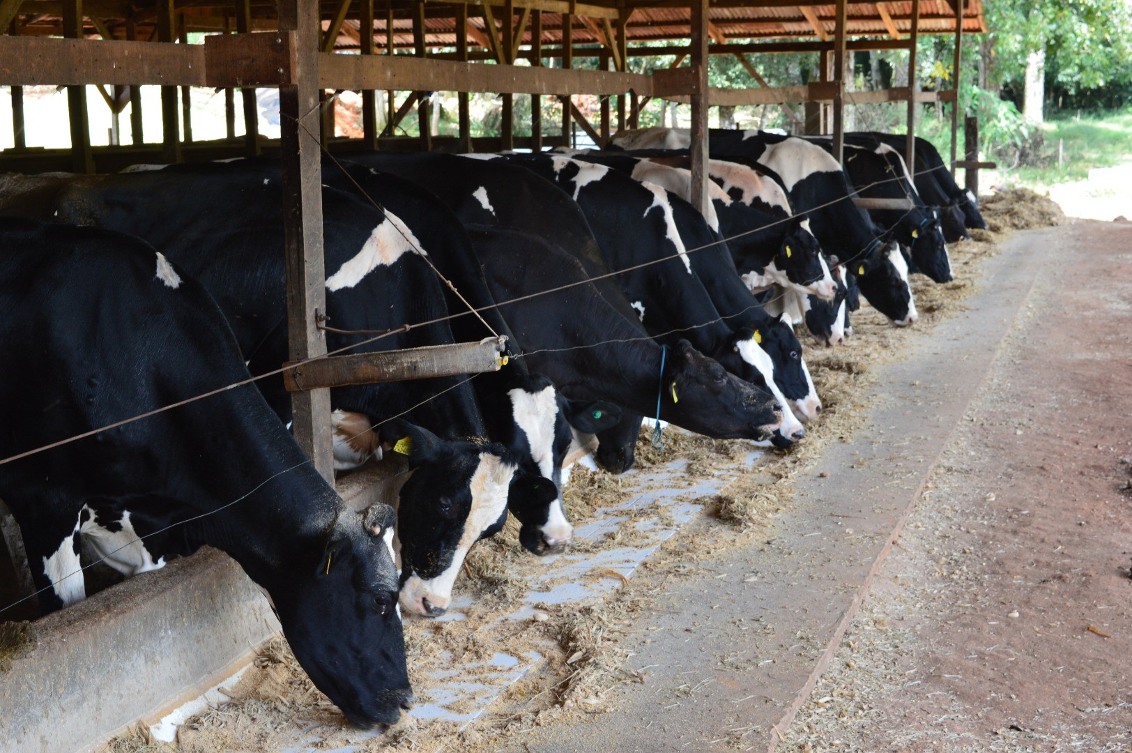Governo publica decreto para tentar reduzir importação de produtos lácteos