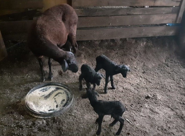 Ovelhas trigêmeas nascem em propriedade rural 