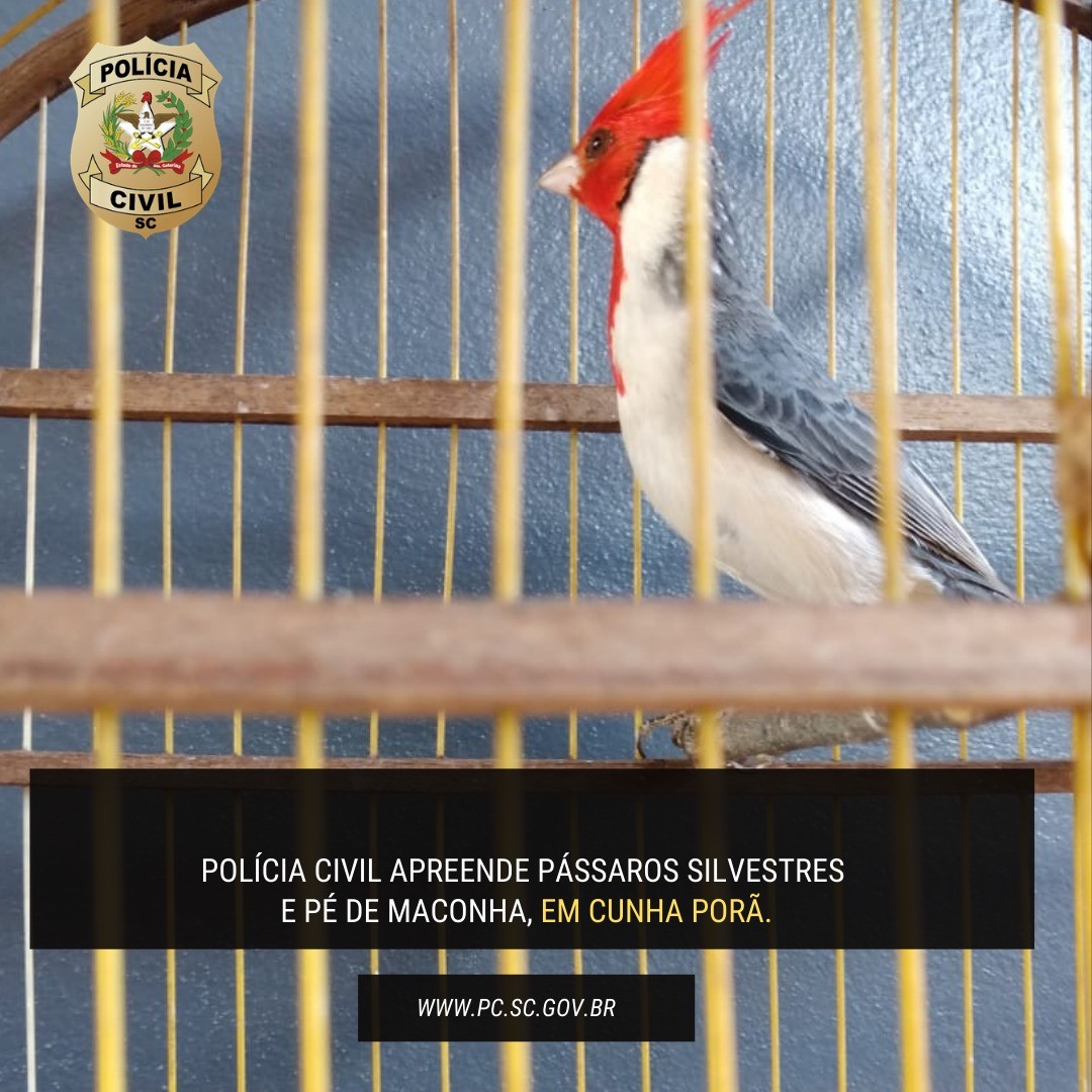 Polícia Civil apreende pé de maconha e pássaros silvestres em Cunha Porã 