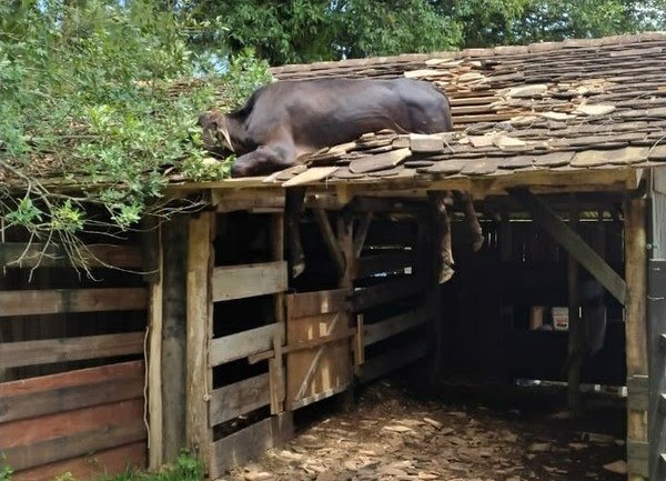 Vaca é resgatada após ficar presa em telhado em SC