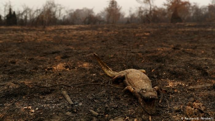 Pantanal registra o pior mês de queimadas em 60 anos