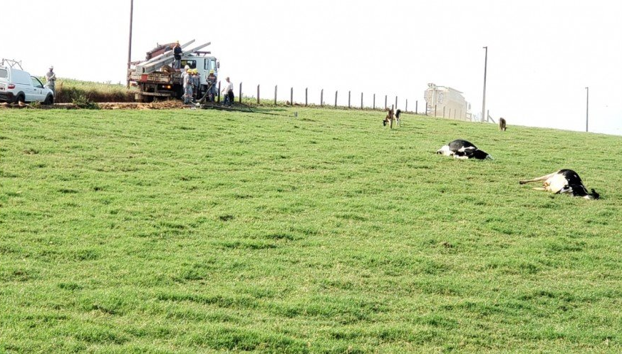 Dois bovinos morrem eletrocutados após caminhão derrubar poste no interior de Iporã do Oeste