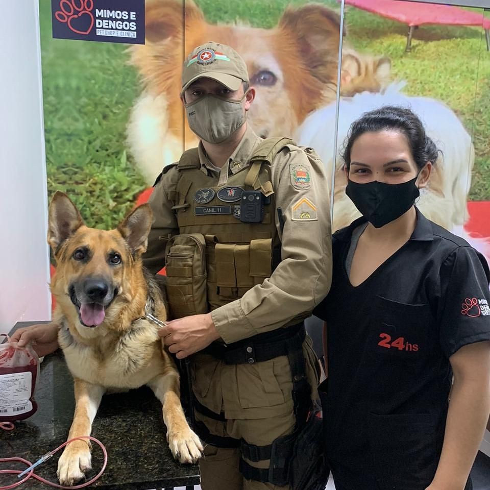 Cão da Polícia Militar de Chapecó doa sangue para salvar animal internado