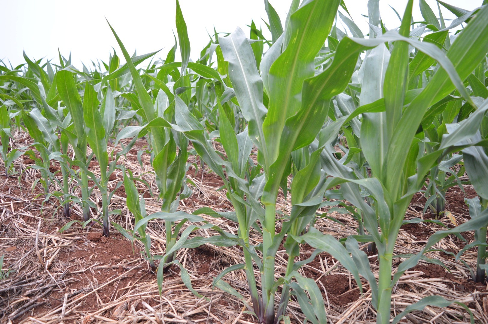 Preços otimistas X falta de chuva gera incertezas na safra de milho