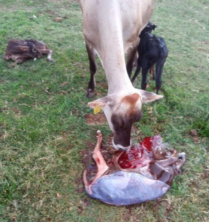 Vaca dá à luz a três filhotes em Tigrinhos