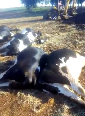 Família de Saudades registra morte de 20 vacas após as mesmas consumirem um determinado tipo de pasto