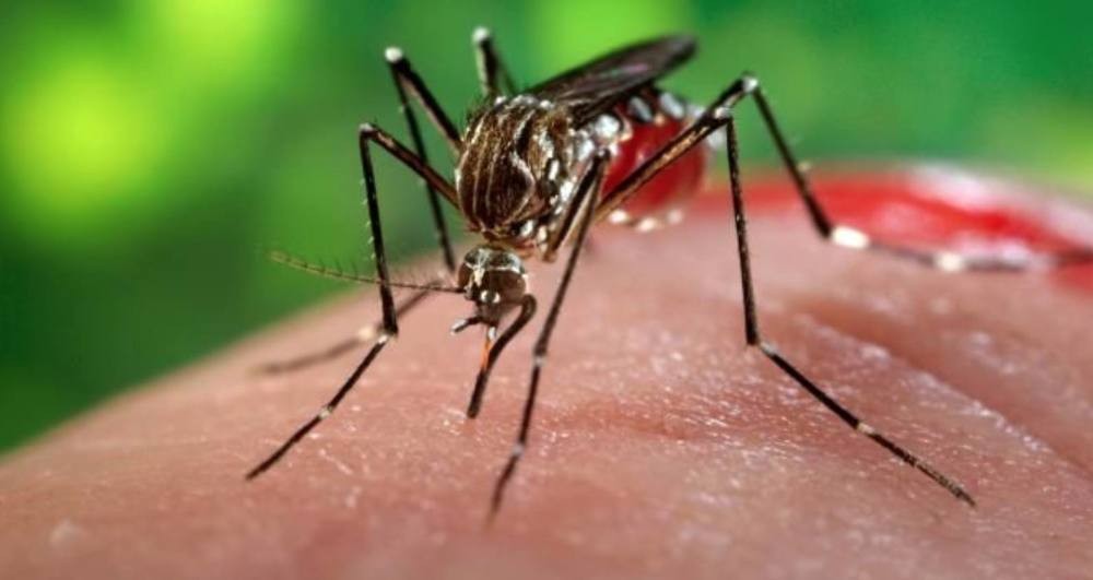 Município do Oeste confirma um caso de chikungunya e outras 12 pessoas aguardam resultados de exames