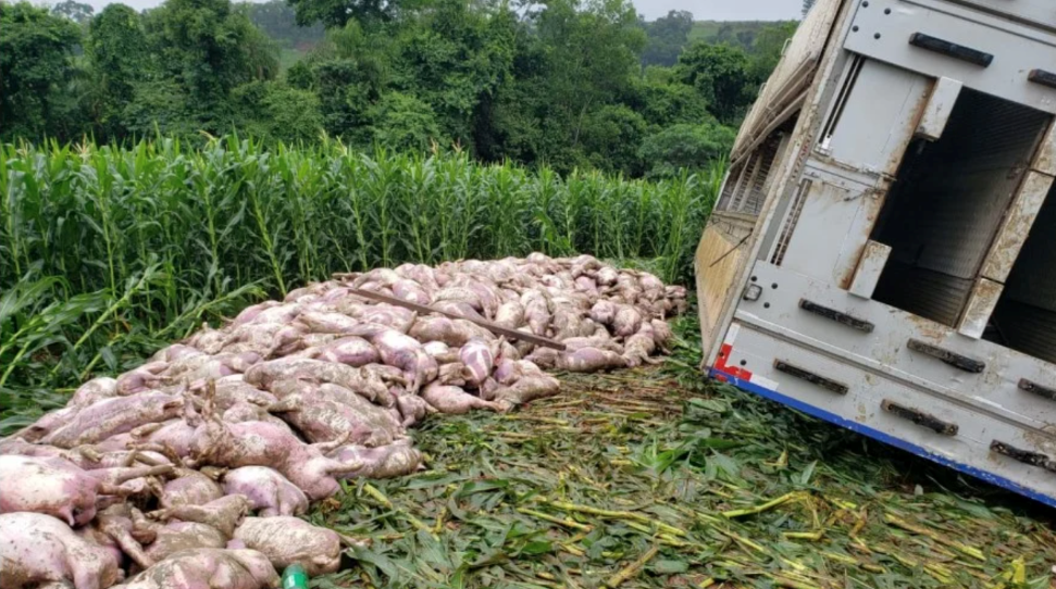 Caminhão carregado com suínos tomba no interior de Iporã do Oeste