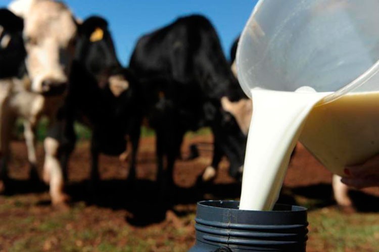  Valor do leite deve cair em SC após acordo entre governo e deputados estaduais