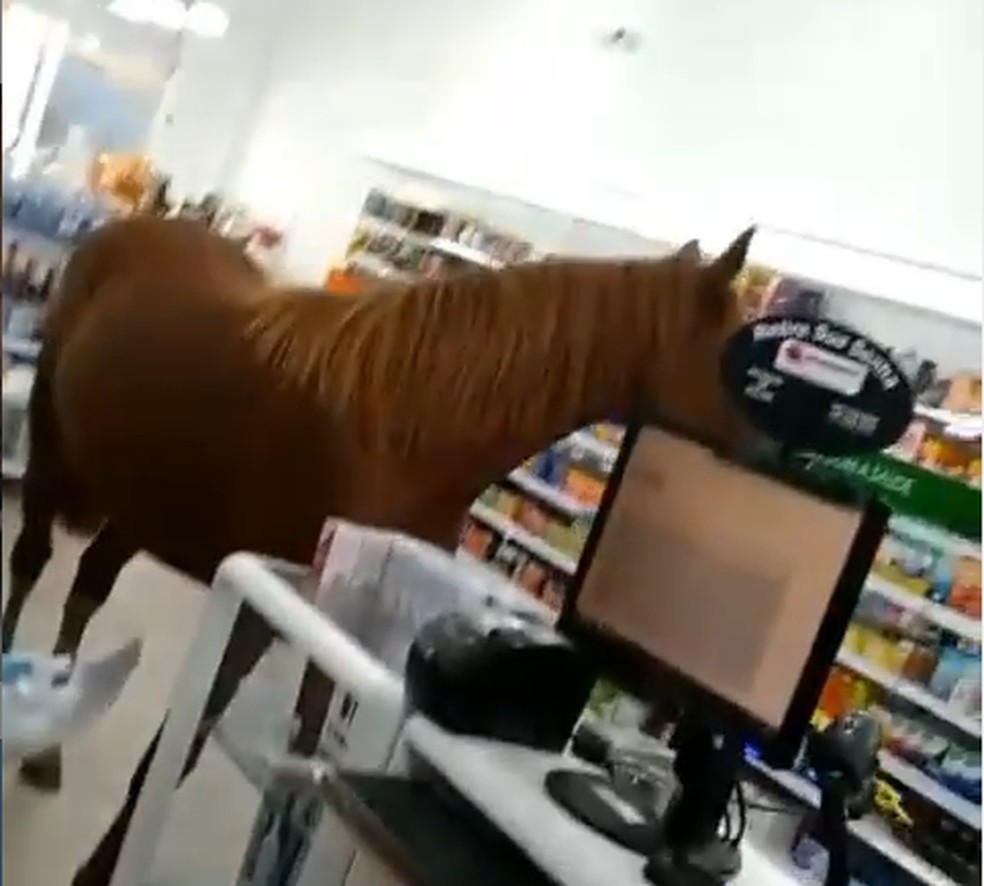 Cavalo invade farmácia em Palhoça, na Grande Florianópolis