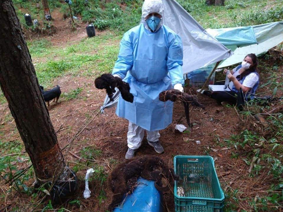 Febre amarela é confirmada em mais 16 macacos encontrados mortos em SC