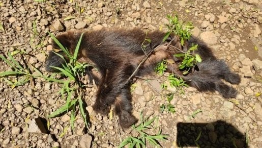 Febre Amarela: exames comprovam que macacos encontrados mortos na área rural estavam infectados