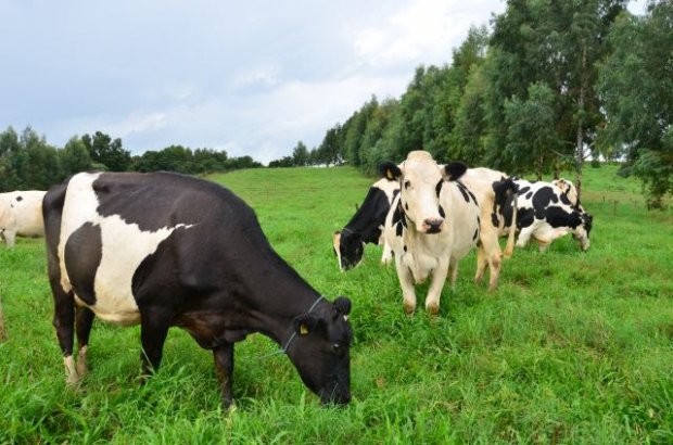 Santa Catarina investe R$ 7,2 milhões para incentivar a produção de leite e carne à base de pasto