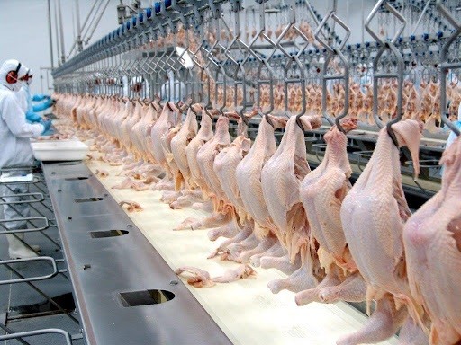 Pés de frango produzidos no Oeste de Santa Catarina são exportados para China e Hong Kong