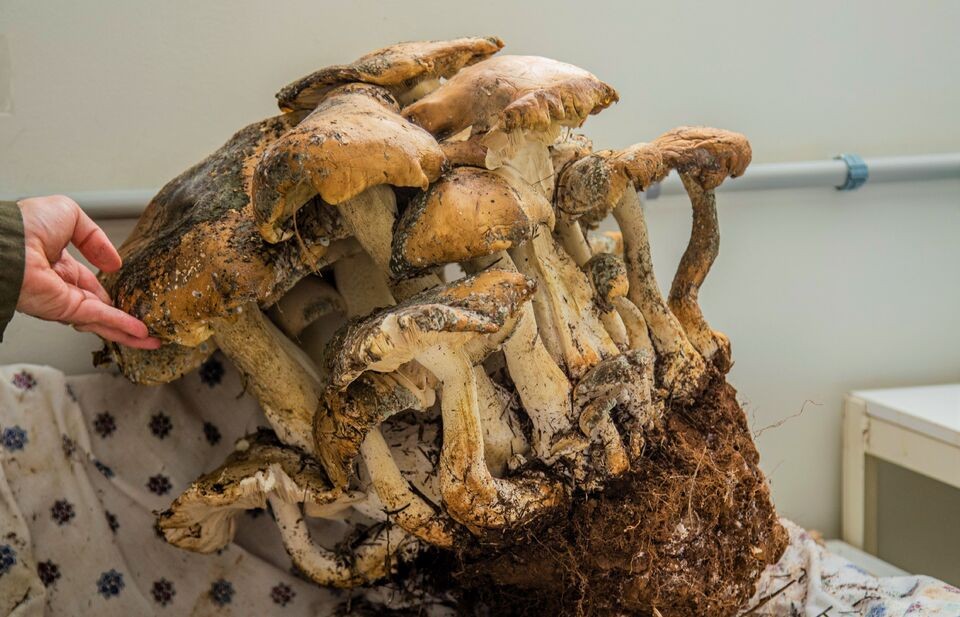 Fungo gigante com mais de 18 Kg é encontrado em Maravilha