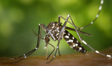 Mosquito da Dengue