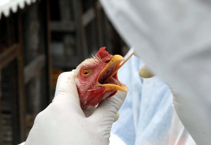China confirma primeiro caso em humano da cepa H10N3 da gripe aviária