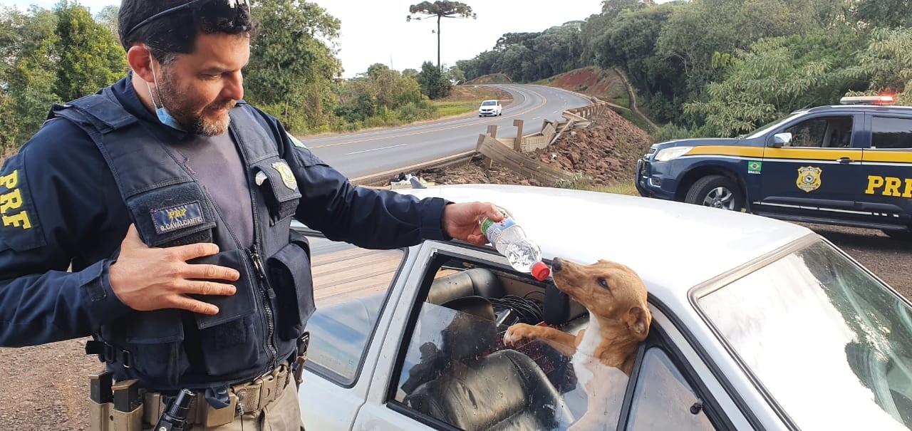 Cães deixados em veículo acidentado recebem água e comida na BR 282 em Faxinal dos Guedes