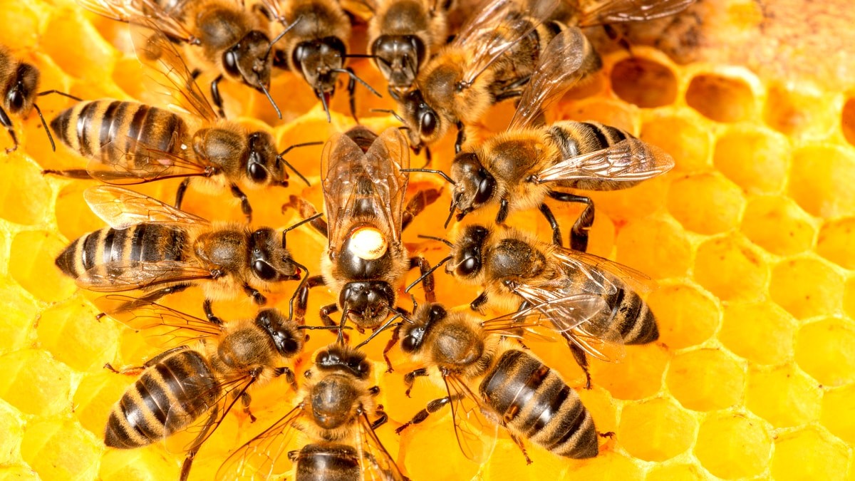 Agrotóxico causou morte de 77% das colmeias de abelhas no RS em 2021