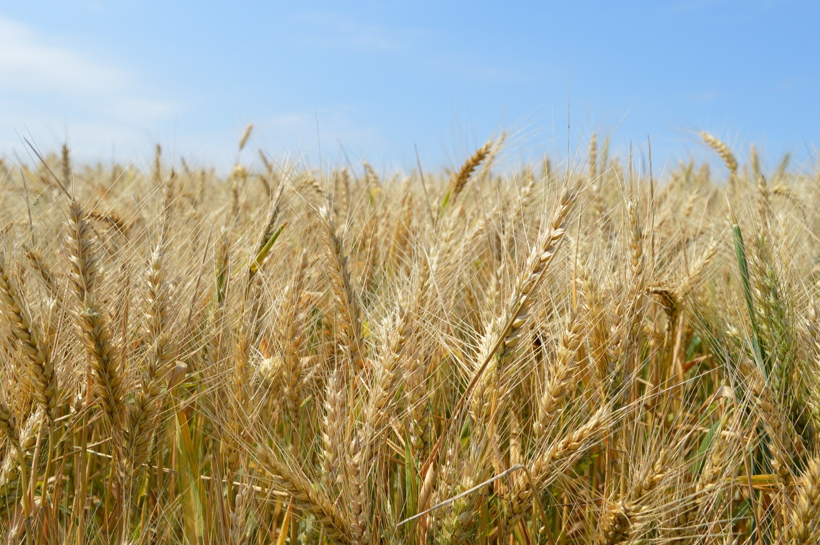 Santa Catarina aposta em crescimento de 55% na safra de trigo  