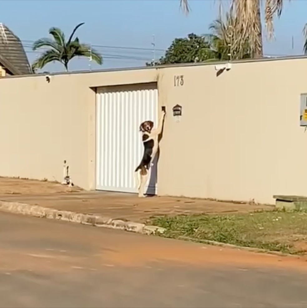 Cão toca campainha para entrar em casa e surpreende donos no Mato Grosso