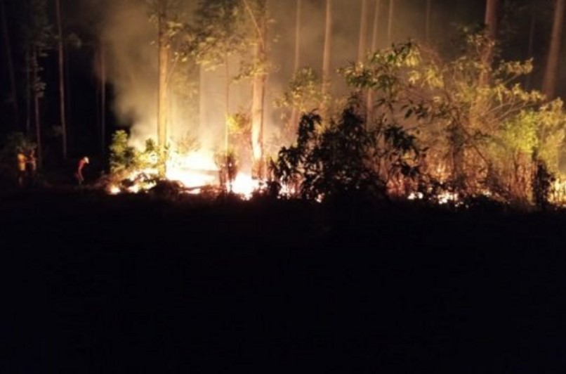 Incêndio atinge 64 hectares de reflorestamento no interior de Mondaí