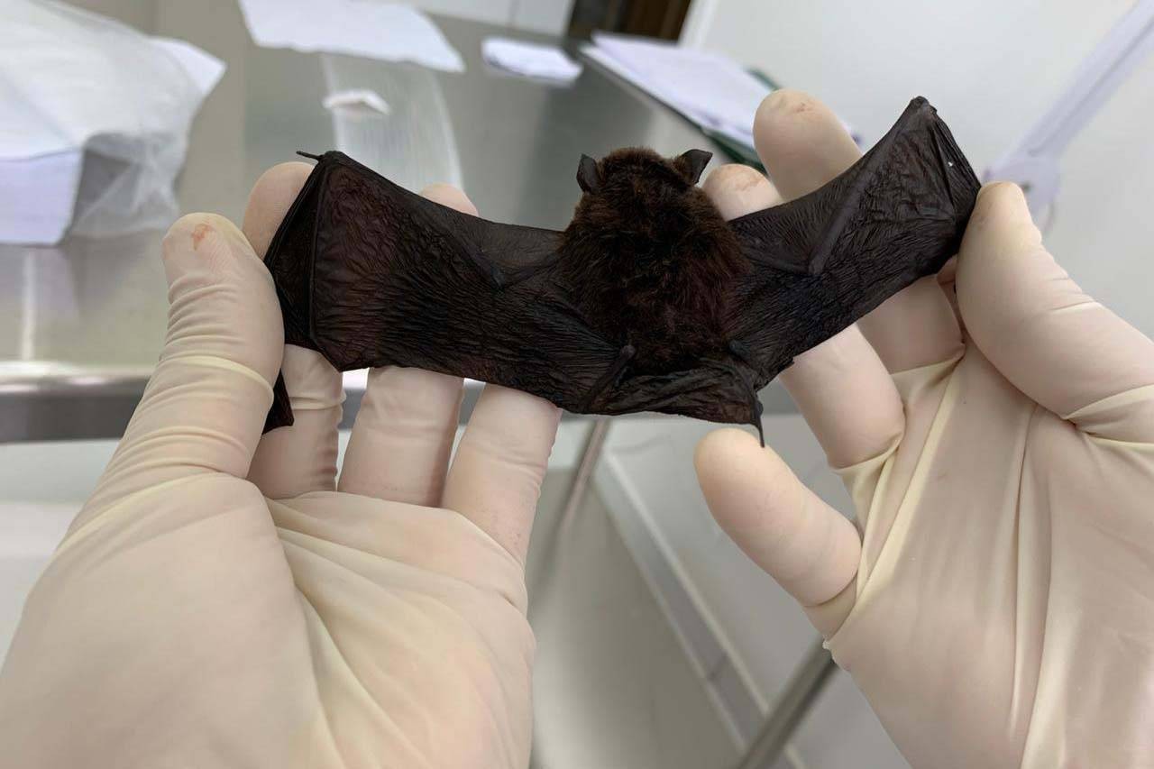 Morcegos transmissores de raiva são capturados no interior de Chapecó