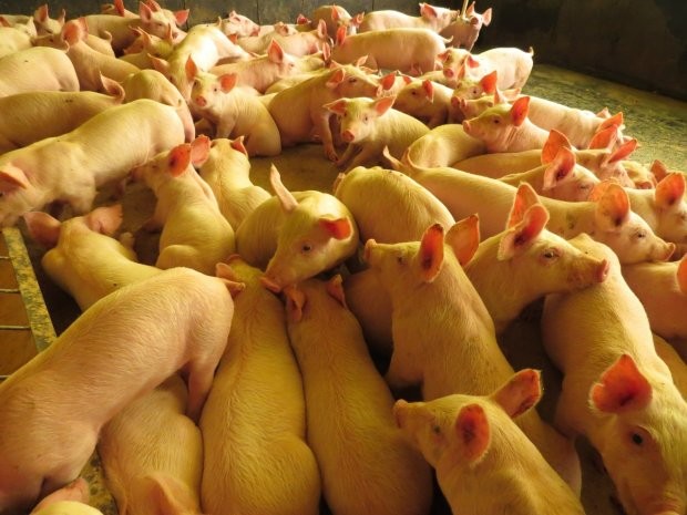 Exportação de carne suína catarinense cresce 29% no mês de julho