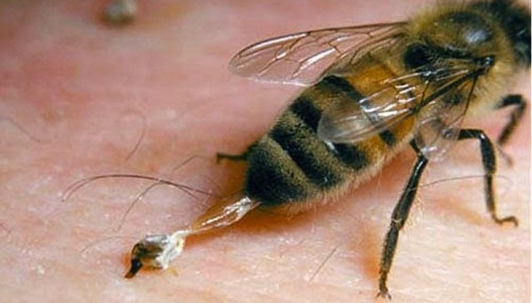 Homem é atacado por abelhas e precisa de atendimento médico em Guatambu