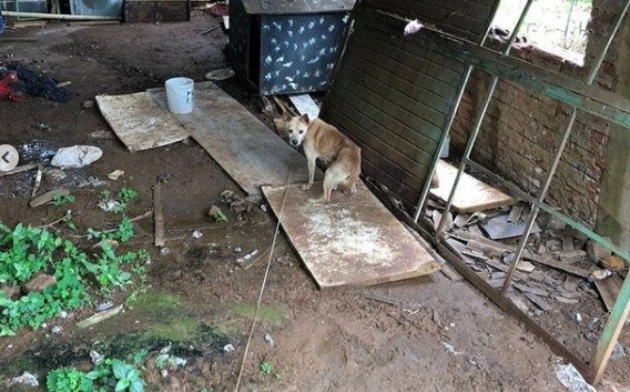 Cachorro em situação de maus-tratos é resgatado em Maravilha