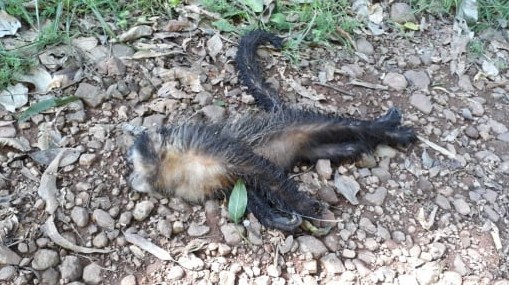 Morador de São João do Oeste encontra macaco morto e acende alerta para a febre amarela