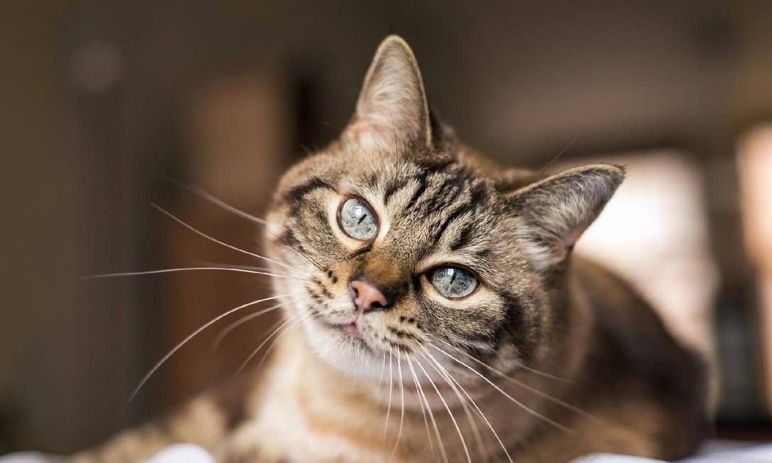 Denúncia de envenenamento contra gatos em Cunha Porã, gera alerta entre proprietários de felinos