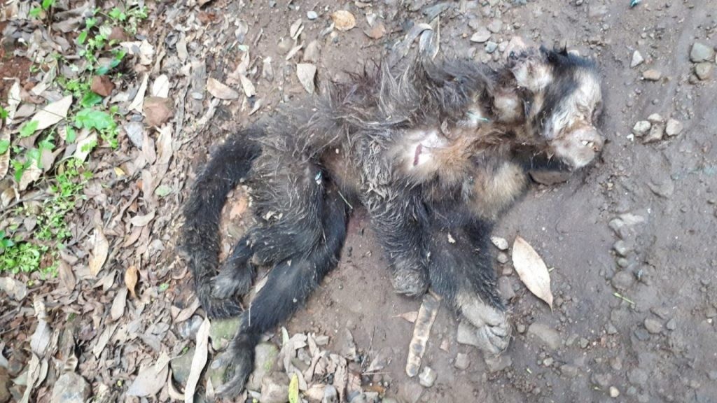 Dois macacos são encontrados mortos em uma semana no Oeste de SC