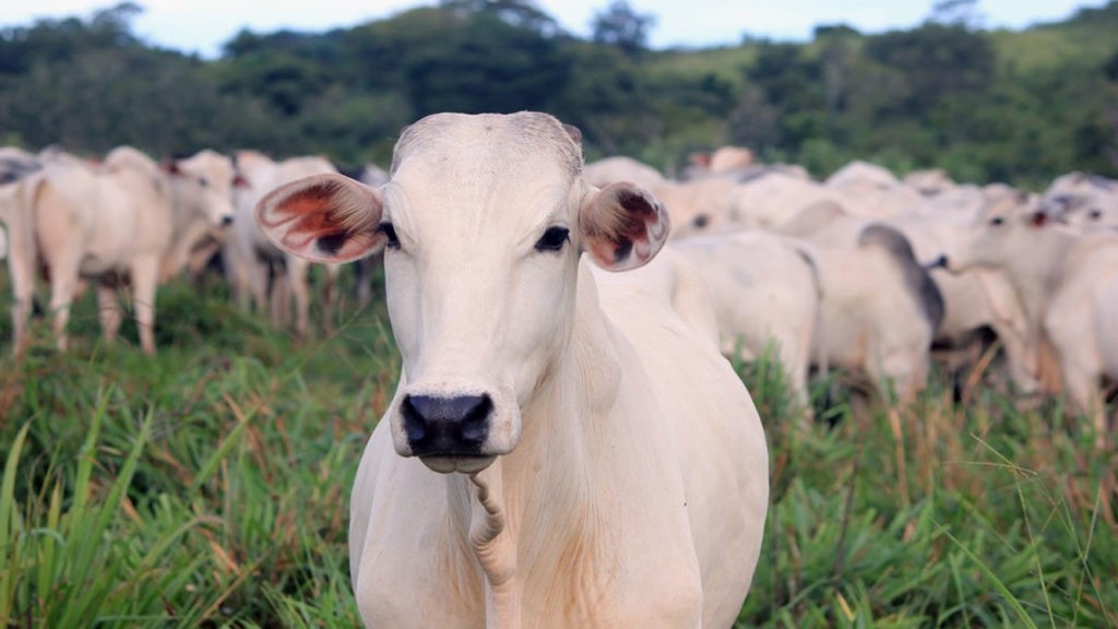 Ministério confirma casos de vaca louca em Mato Grosso e Minas Gerais