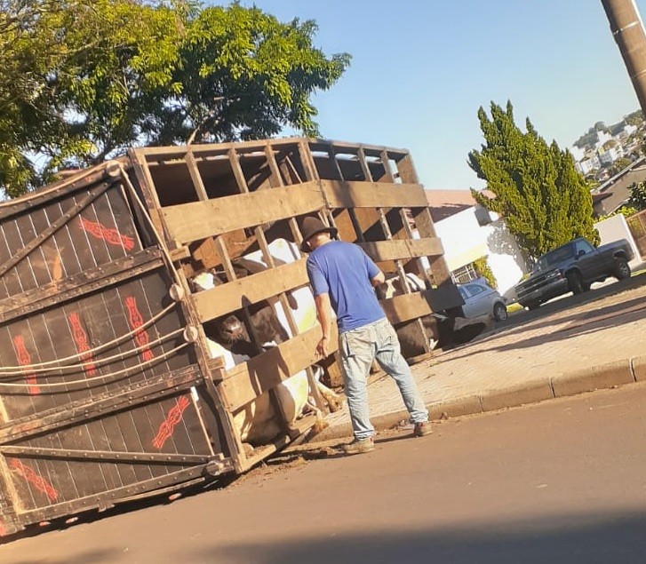 Caminhão carregado com sete vacas tomba em Chapecó