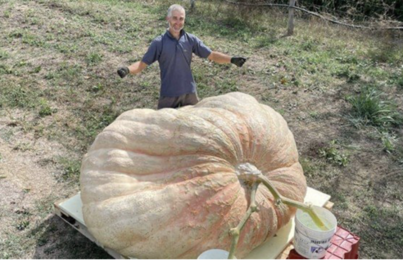 Agricultor colhe a maior abóbora do mundo com 1.200 Kg
