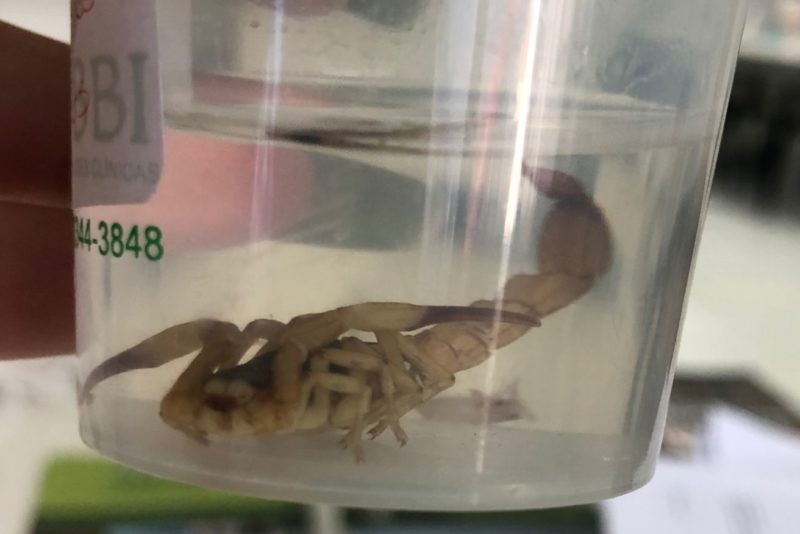 Escorpião-amarelo é encontrado pela primeira vez em Chapecó e vigilância faz alerta