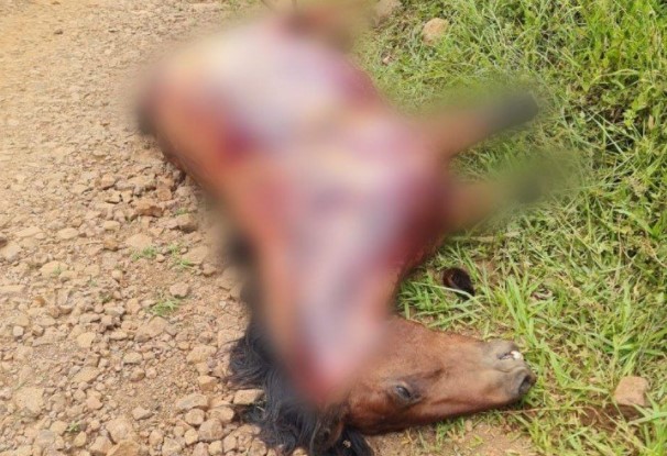 Cavalo é achado morto com patas cortadas e couro arrancado em Ponte Serrada