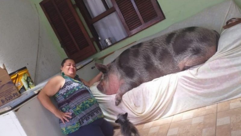 Mulher compra ‘mini porca’ de estimação e animal chega aos 250 kg