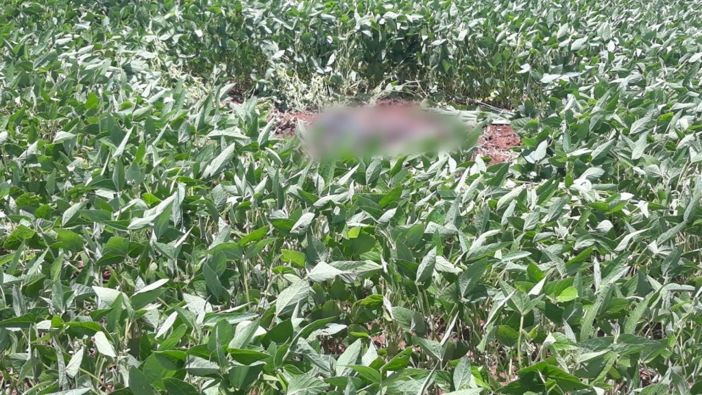 Corpo em decomposição é encontrado em plantação de soja em Chapecó