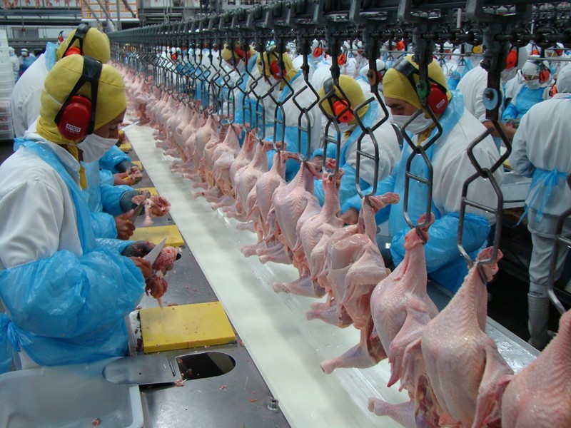 Exportações de carne de frango e suínos aumentam em junho