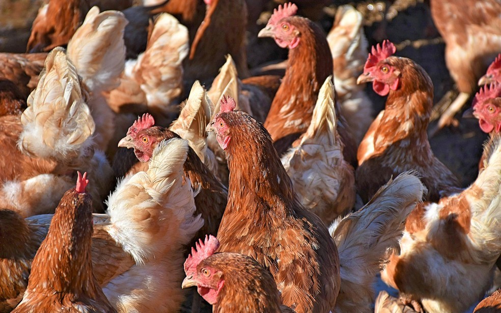 Cerca de 30 galinhas são “presas” por perturbação ao sossego em SC