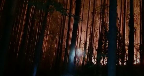 Incêndio atinge 27 hectares de eucalipto em Serra Alta