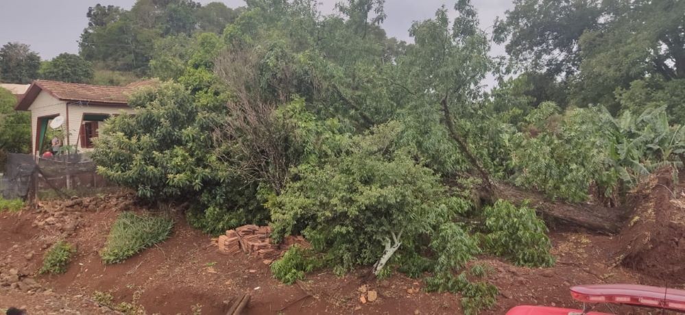 Temporal isolado provoca queda de árvore sobre casa no interior de Cunha Porã